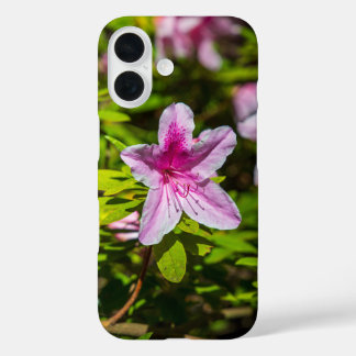 beautiful pink azalea flowers at Descanso Gardens  iPhone 16 Case