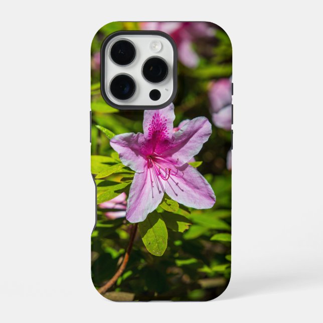 beautiful pink azalea flowers at Descanso Gardens  iPhone Case (Back)