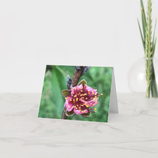 Beautiful Pink Blossom on Peach Tree Thank You Card