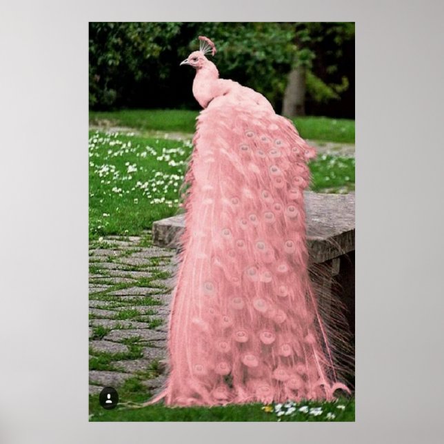 Beautiful Pink Colour Feather Peacock Bird Poster (Front)