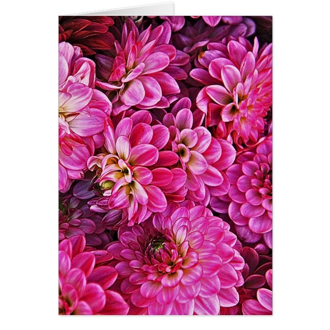Beautiful pink dahlias (Front)