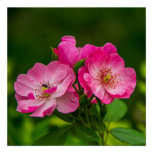 Beautiful Pink Flowers-6845 Poster