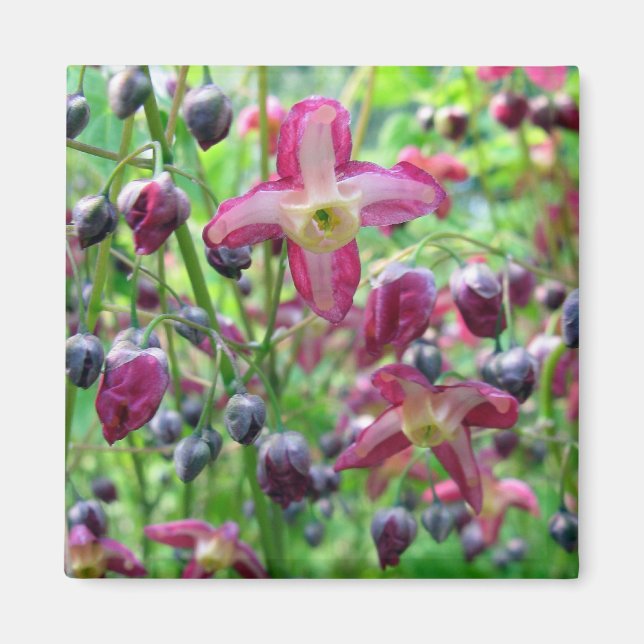Beautiful Pink Flowers Blue Buds Spring Photo Magnet (Front)
