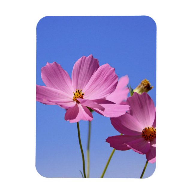 beautiful pink flowers hugging a clear blue sky magnet (Vertical)