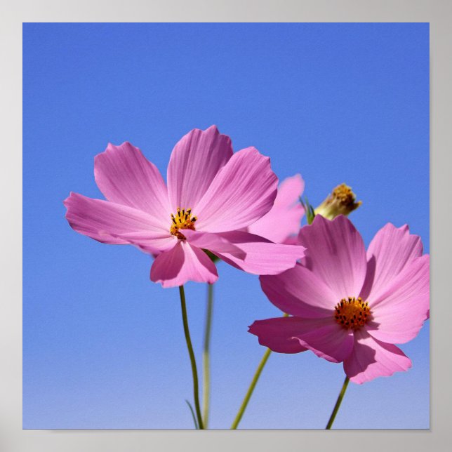 beautiful pink flowers hugging a clear blue sky poster (Front)