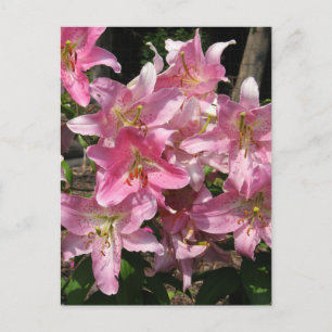 Beautiful Pink Lilies Postcard