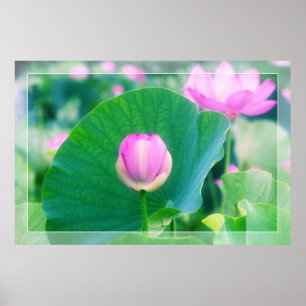 Beautiful Pink Lotus Bud Flower Green Leaf Blossom Poster