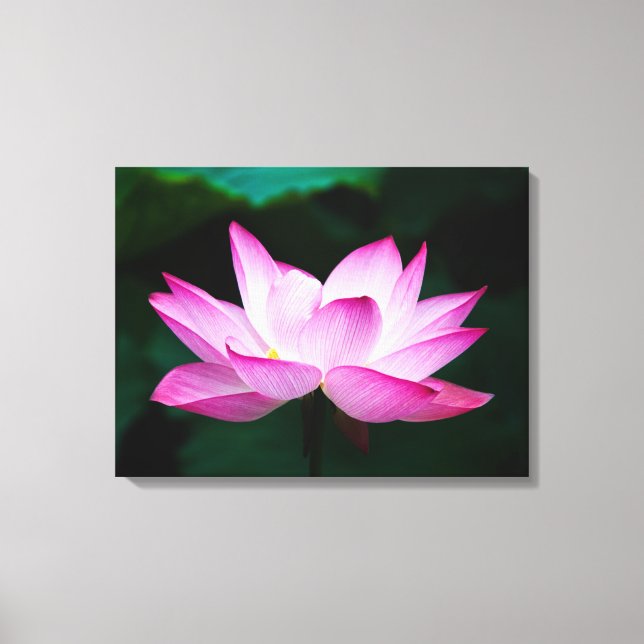 Beautiful Pink Lotus Flower Bloom Canvas Print (Front)