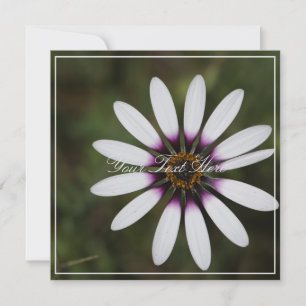 Beautiful Pink Osteosperum Your Text Flat Card