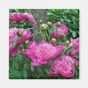 Beautiful pink peony flowers magnet