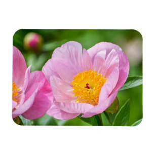 Beautiful Pink Peony Garden Flowers Magnet