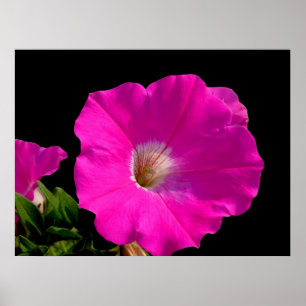Beautiful pink petunia flower in black poster
