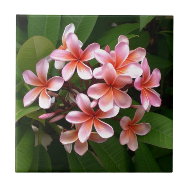 Beautiful pink Plumeria flower Tile (Front)