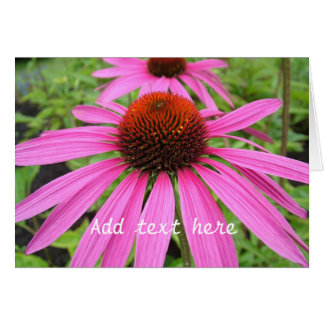 beautiful pink purple flowers