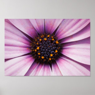 Beautiful Pink Purple Osteosperum Flower Poster