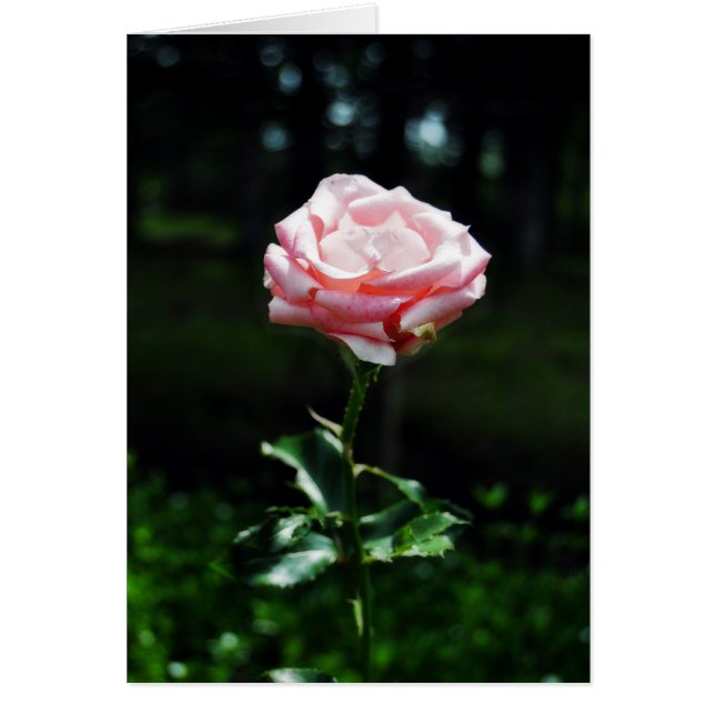 Beautiful Pink Rose (Front)