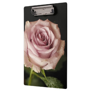 beautiful pink rose clipboard