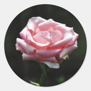Beautiful Pink Rose Close-up Classic Round Sticker