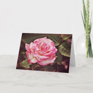 Beautiful Pink Rose Faith Card Psalm 102:26