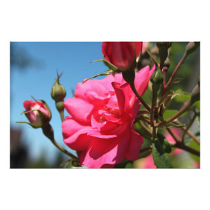 beautiful pink rose flower and buds blue sky photo print
