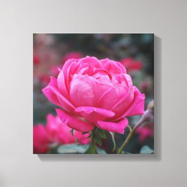 Beautiful Pink Rose Flower Canvas Print (Front)