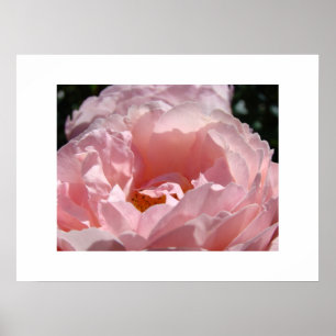 Beautiful Pink Rose Flower Fine Art Prints Roses