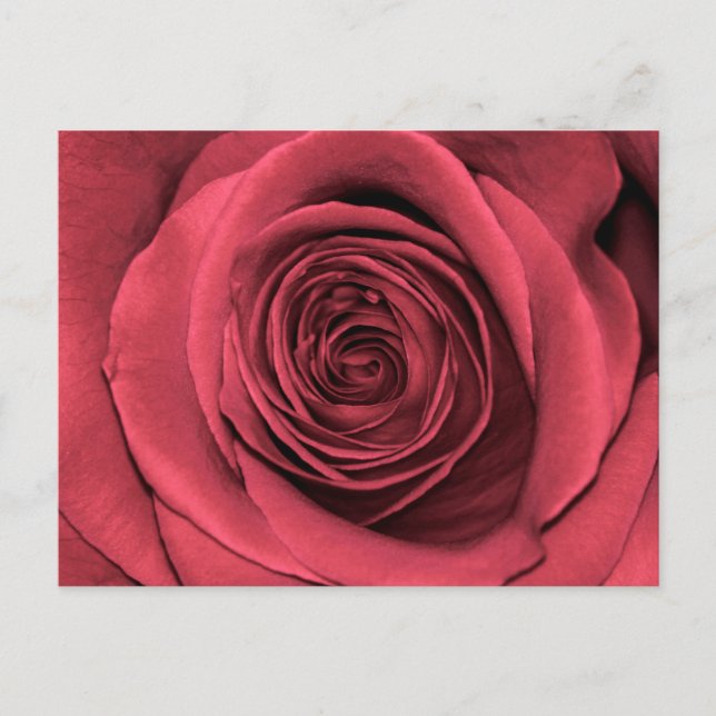 Beautiful Pink Rose Flower Floral Photo Postcard (Front)
