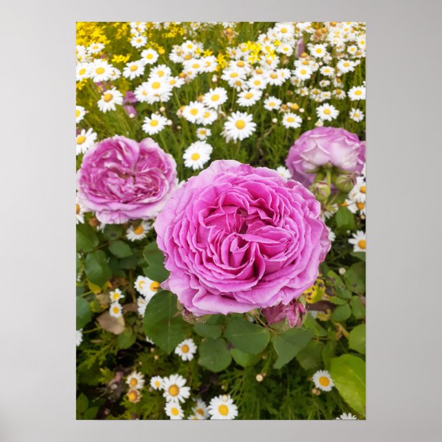 Beautiful Pink Rose Flower Garden Poster (Front)