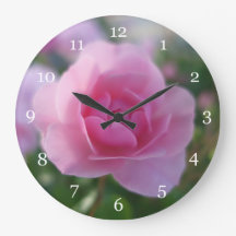 Beautiful pink rose flower