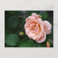 Beautiful Pink Rose Flower Postcards