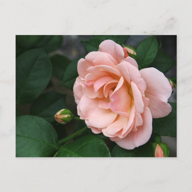 Beautiful Pink Rose Flower Postcards (Front)