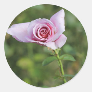 Beautiful Pink Rose Flower Wedding Favour Sticker