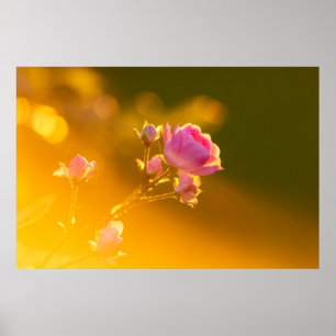 Beautiful pink rose in sunset romance poster