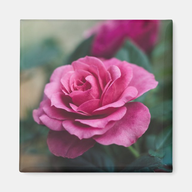 Beautiful Pink Rose Magnet (Front)