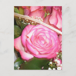 Beautiful pink rose postcard