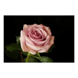 beautiful pink rose poster