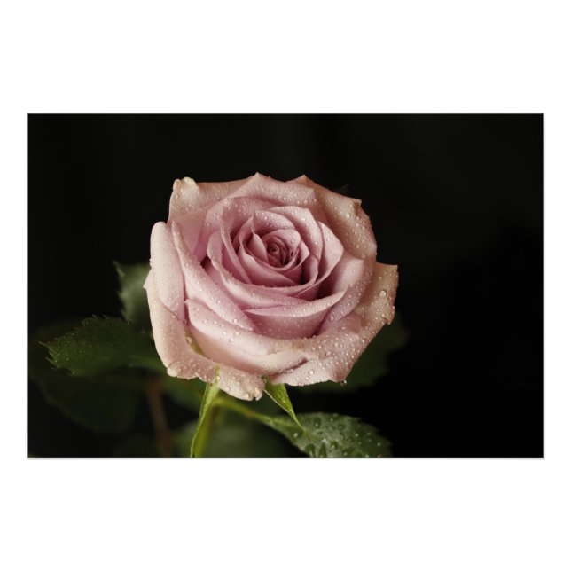 beautiful pink rose poster (Front)