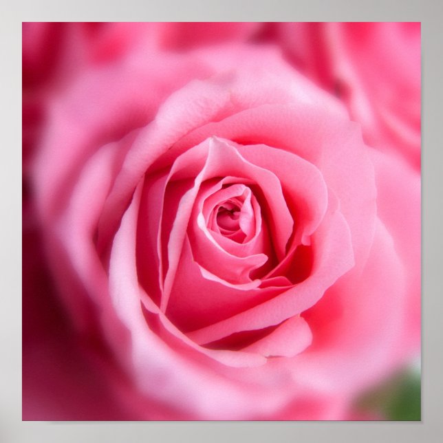 Beautiful Pink Rose Poster (Front)