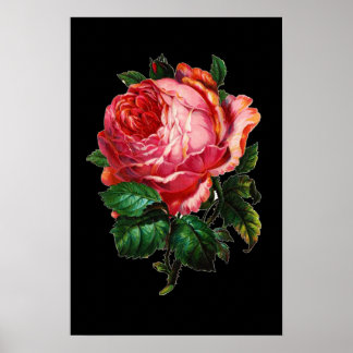 BEAUTIFUL PINK ROSE POSTER