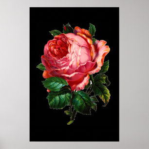 BEAUTIFUL PINK ROSE POSTER