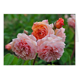 Beautiful pink roses