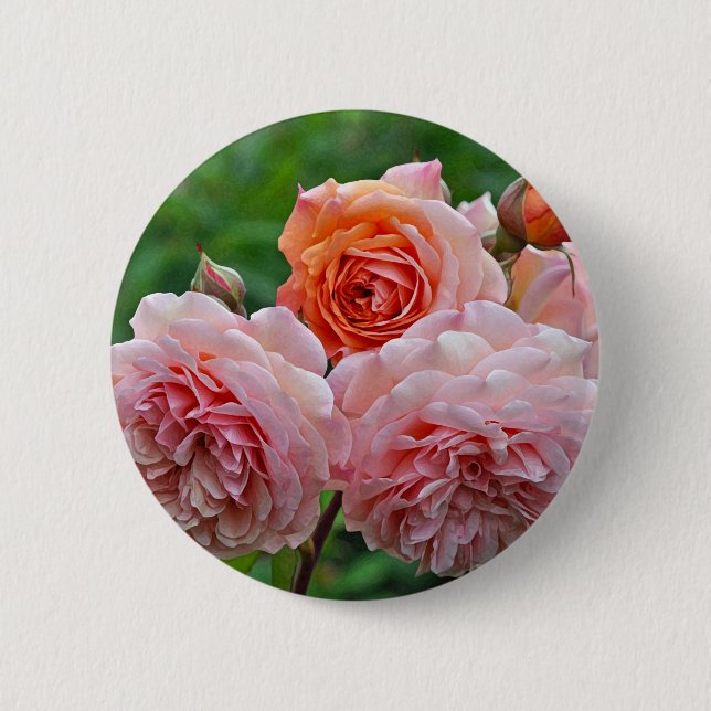 Beautiful pink roses 6 cm round badge (Front)