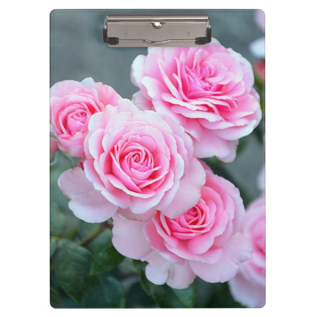 Beautiful pink roses clipboard (Front)
