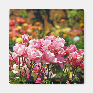 Beautiful pink roses magnet
