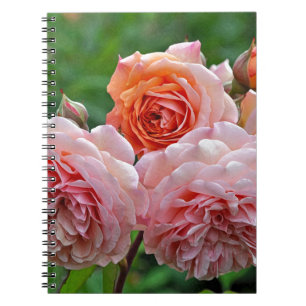 Beautiful pink roses notebook