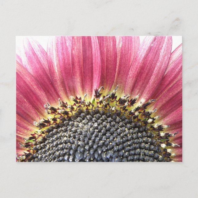 Beautiful Pink Sunflower Postcard (Front)