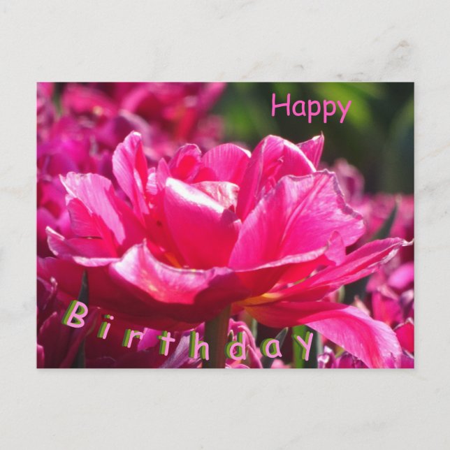 Beautiful Pink Tulip Close Up Birthday Postcard (Front)