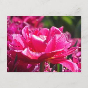 Beautiful Pink Tulip Close Up DIY Postcard