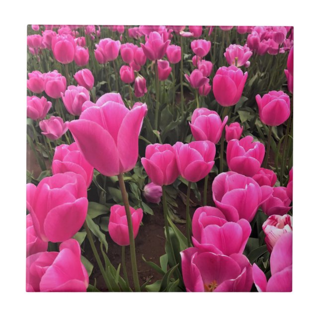 Beautiful Pink Tulips, Oregon Tile (Front)