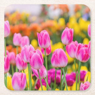 Beautiful Pink Tulips Square Paper Coaster